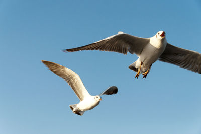 Low angle view of seagull flying over blue sky