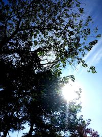 Low angle view of trees against sky