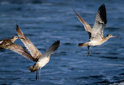 Seagulls flying over sea