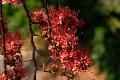 Close-up of red flowering plant