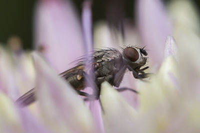 Close-up of insect