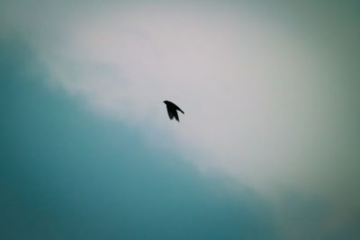 Low angle view of silhouette bird flying in sky