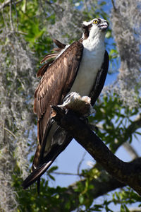 Close-up of osprey perching with tongue out