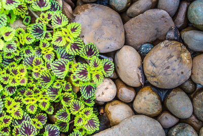 Full frame shot of stones