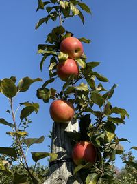 Low angle view of apple on tree against clear sky