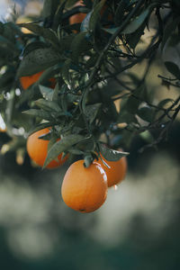 Close-up of orange fruits on tree