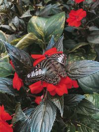 Close-up of butterfly pollinating flower