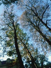 Low angle view of trees against sky