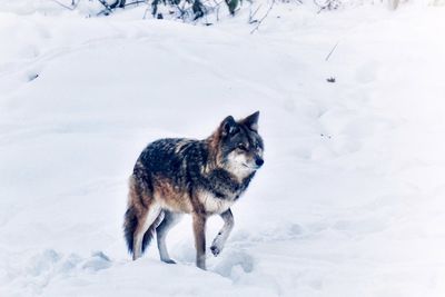 Wolf in snow