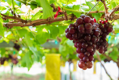 Organic grapes in the farm