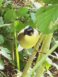 Close-up of fruit on plant