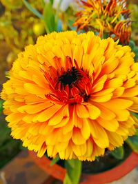 Close-up of yellow flower