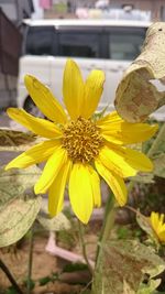 Close-up of yellow flower