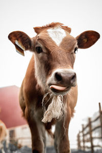 Close-up portrait of cow