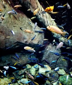 Rocks in water