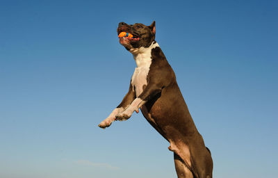 Low angle view of dog against clear blue sky