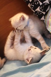 British shorthaired kittens 