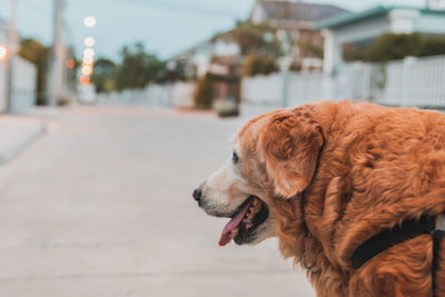 Close-up of a dog