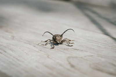 Close-up of insect on wood