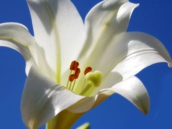 Close-up of white flowering plant