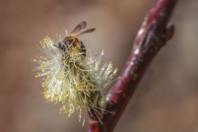 Close-up of wilted flower