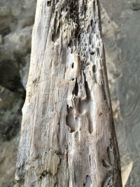 Close-up of tree trunk