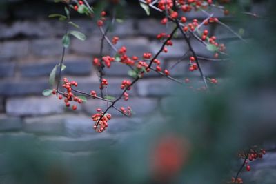 Close-up of red berries growing on tree