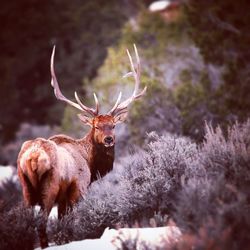 Portrait of red deer standing on field