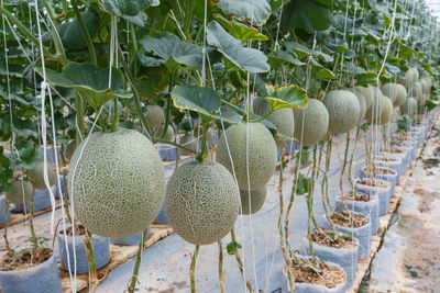 Close-up of fruits on field