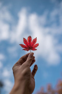 Close-up of hand holding maple leaf