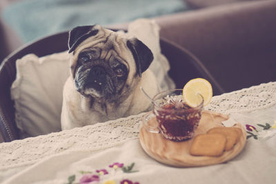 Portrait of pug with breakfast at table