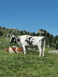 Cow standing in a field