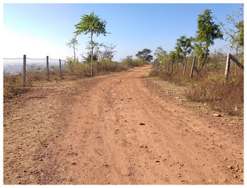 Dirt road along trees and plants