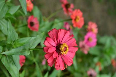 Close-up of pink flower