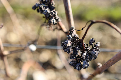 Close-up of dried plant