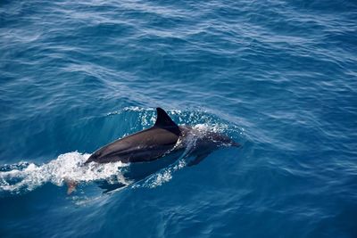 Horse swimming in sea