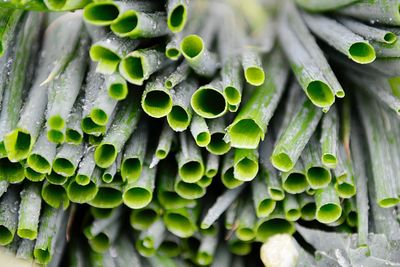 Close-up of wet leaves