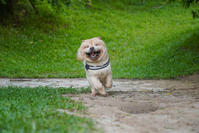 Portrait of dog running on field