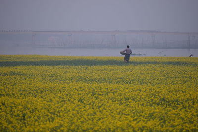 Rear view of person with yellow flowers in field against clear sky