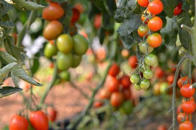 Close-up of berries growing on tree