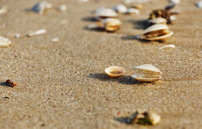 Close-up of shell on sand