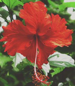 Close-up of red flower