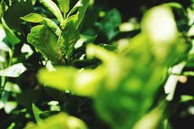 Close-up of green leaves