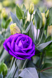 Close-up of purple rose