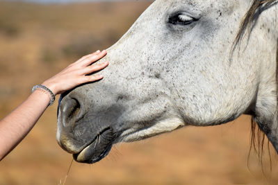 Close-up of horse