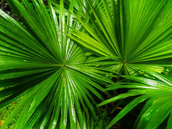 Full frame shot of palm leaves