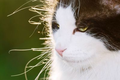 Close-up of a cat