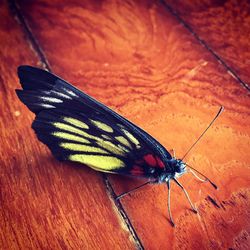 Close-up of butterfly