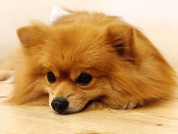 Close-up portrait of a dog