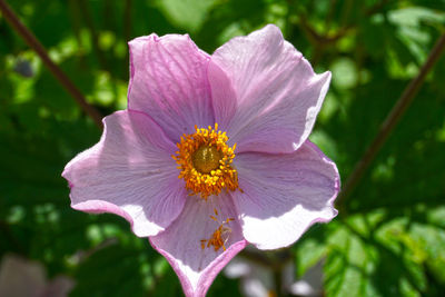 Close-up of pink flower